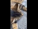 何かしらの返事をする猫
