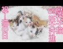 【猫の日】歴代の保護子猫、55匹大行進