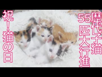 【猫の日】歴代の保護子猫、55匹大行進