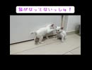シロイモ姉弟の教育風景