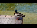 五月雨（さつきあめ）の何気ない日常・鴨が来るかも？