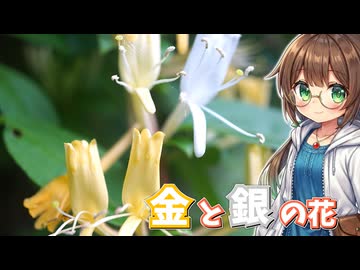 今だけ食べられる金銀花を採って食べる！【スイカズラ】