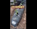 【アフレコ】ズッキーニ植え付け【パート2】完結…のはずが！？