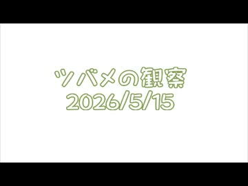 つばめの観察2026No011