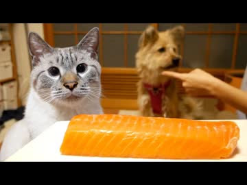 犬と猫に同時にサーモンをあげたら猫に悲劇が訪れました