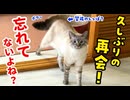 ５ヶ月ぶりに会う飼い主の兄を猫は覚えてる？