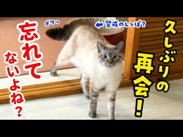 ５ヶ月ぶりに会う飼い主の兄を猫は覚えてる？