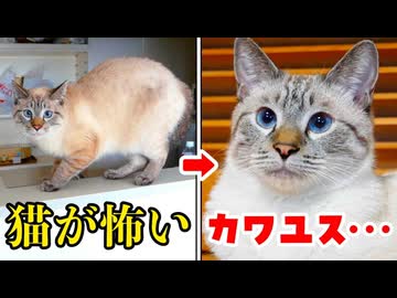 【感動】猫がトラウマだった僕が猫にメロメロになるまでの10ヶ月間は感動の連続でした
