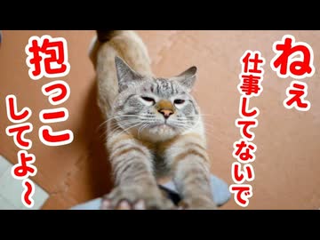 【お年玉】猫のかわいさをこの動画に全て詰め込みました