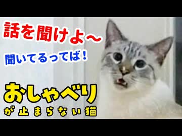 猫と飼い主の会話が完全に成立している件