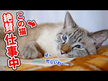 【ぐうたら宣言】うちの猫はまだ正月ボケが抜けないようです
