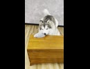 リアルな犬の着ぐるみを着てお掃除してみた！