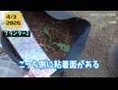 春大根が成長ストップした原因を探る