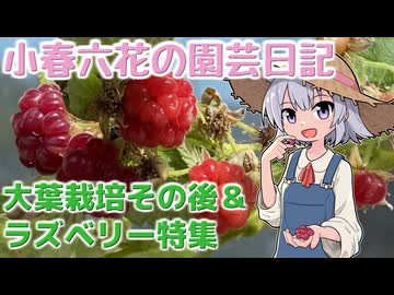 【ガーデニング】小春六花の園芸日記#7～大葉栽培その後&ラズベリー特集～【Cevio AI実況】