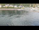 アメリカ潜水艦〔バラオ級潜水艦〕潜水艦アーチャーフィッシュ潜水艦バーフィッシュ潜水艦シャーク潜水艦バーベロ潜水艦バヤ潜水艦バーベル潜水艦シーライオン潜水艦パーチ潜水艦モレイ潜水艦ランセットフィッシュ？