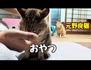 【元野良猫】に家猫生活 見せてみた