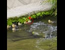 浮上した母の背中にヒナが乗っていた奇跡