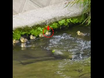 浮上した母の背中にヒナが乗っていた奇跡