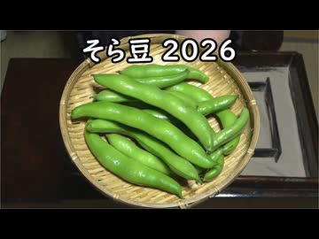 そら豆2026【長火鉢とおっさん 451】