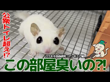 【#フクロモモンガ】 ケージは公衆トイレより臭う！？ アンモニア測定器で匂いを数値化して掃除を軽快に！ #おつモモンガ