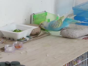 体を伸ばして齧るインコ 疲れそうな体勢で 途中キンカチョウも少し映る2026 5 16
