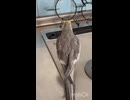台所リサイタル？□