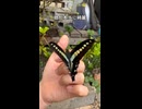 アオスジアゲハが羽化しました