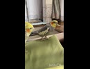 取り合いっこ