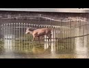 【素材】鹿さんやりますねぇ 1440p版