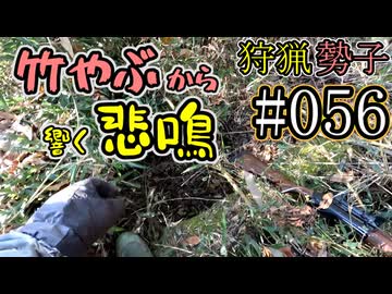 狩猟勢子動画＃056　竹やぶから響く悲鳴