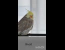 みんなまったり放鳥中