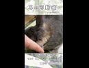 【うさぎ 5歳】耳の可動域
