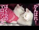 珍妙白猫コンビ、揃って闘病をがんばる