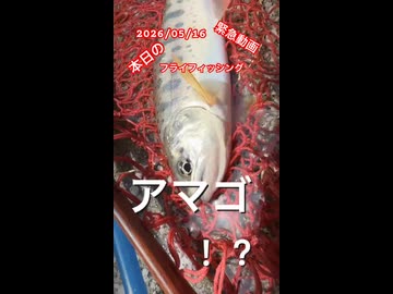 2026年5月16日投稿の緊急動画！本日の #山梨県 #フライフィッシング アマゴを愛しアマゴに愛される男！