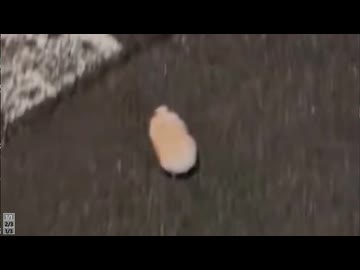 ホモと見る自由を求めて脱走するハムスター