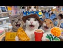 ホモと見る新しい家に引っ越しをする猫系youtuber