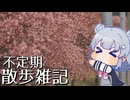 不定期散歩雑記_103 - 三分咲きの河津桜