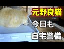 今日も自宅警備してたんですが…【元野良猫】【野良猫】