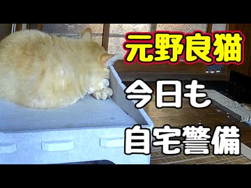 今日も自宅警備してたんですが…【元野良猫】【野良猫】