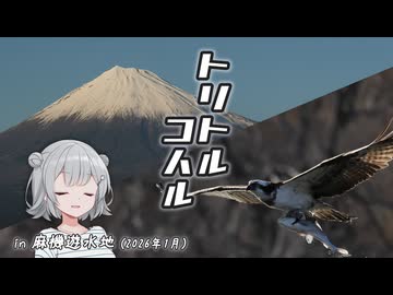 トリトルコハル 『初夢をもとめて』