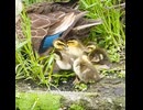 母のお腹にヒナが全員収納されていく…【カルガモ親子】