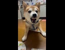 音MADのフリー素材にどうぞ♫ツッコミどころ満載なピースをすると怒る珍しい犬♡