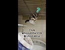 【きゅうり】 爺ちゃんとひ孫の仁義無き戦い！ #フクロモモンガ #おつモモンガ  #shorts