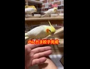 【完全一致】オカメインコのんたま、お父ちゃんの手の中で完全に「餃子」になる