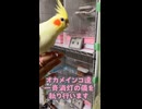 【オカメインコ】一斉消灯の儀。それぞれのハウスへバイバイ！バイバーイ！