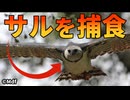 【実験】たった2羽のオウギワシがサルの楽園を恐怖に陥れる！！【生物解説】