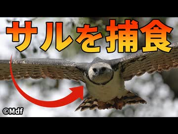 【実験】たった2羽のオウギワシがサルの楽園を恐怖に陥れる！！【生物解説】