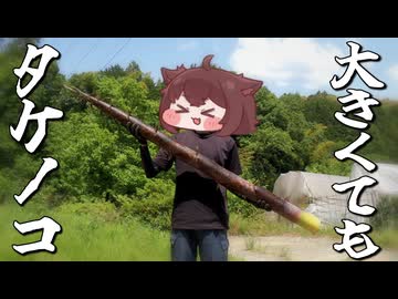 【野草・山菜】山はタケノコが食べ放題！