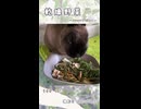 【うさぎ 13歳】乾燥野菜