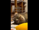 カメラに投げつけるゆき #throw #cat #猫のいる暮らし